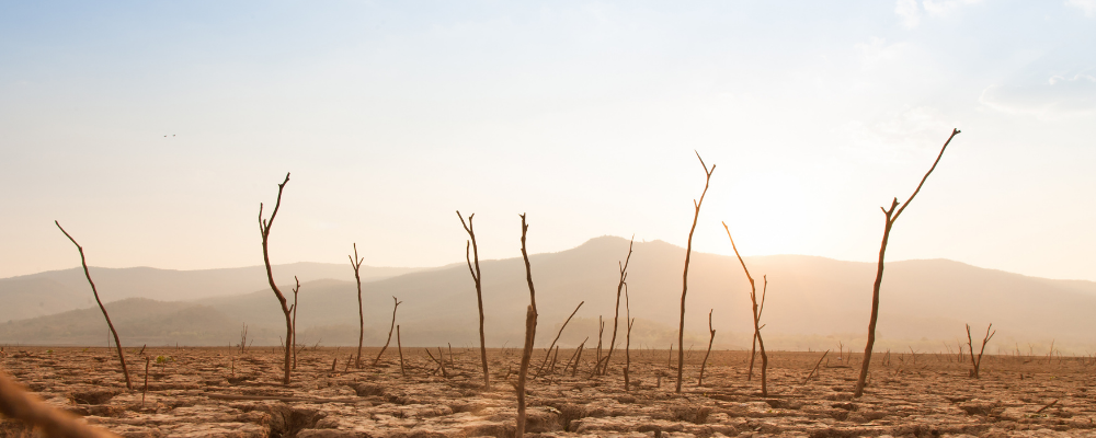 Scorched Earth Global Warming