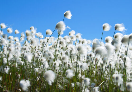 cotton flowers in a field